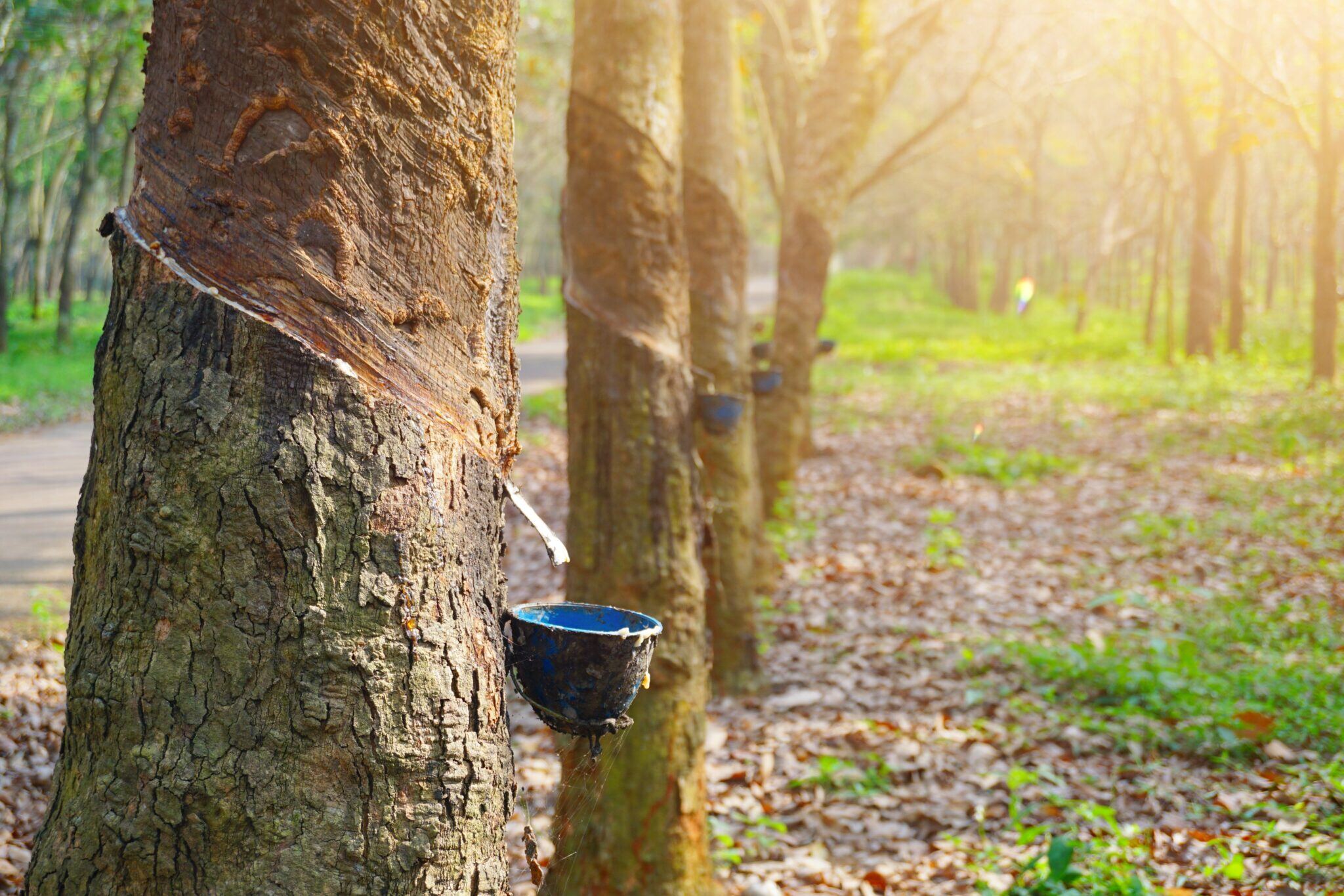 Rubber Latex extracted from rubber tree , (Hevea Brasiliensis) as a source of natural rubber. Rubber plantation for latex industry.